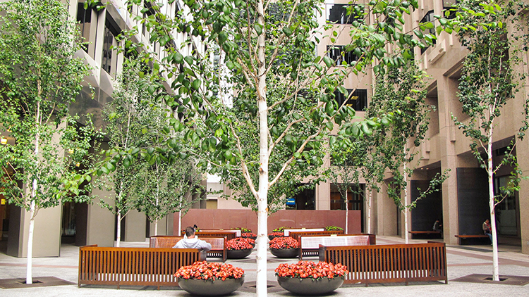 425 Market St Urban Garden